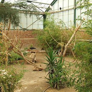 Birds of Africa Aviary