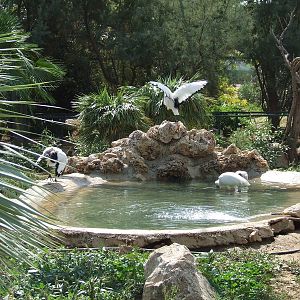 Birds of Africa Aviary