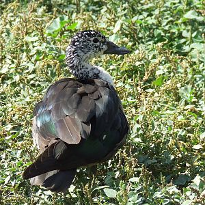 Comb duck - female