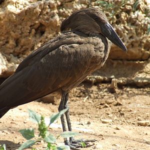 Hamerkop