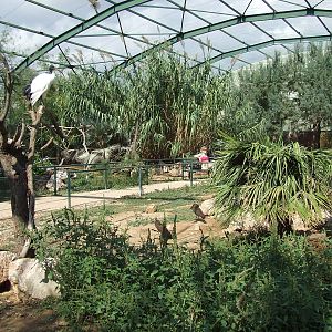 Birds of Africa Aviary