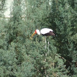Yellow billed stork
