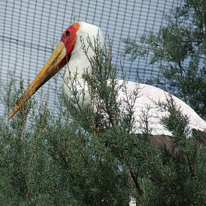 Yellow billed stork