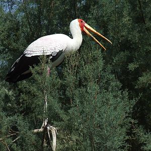 Yellow billed stork