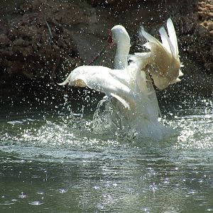 African spoonbill
