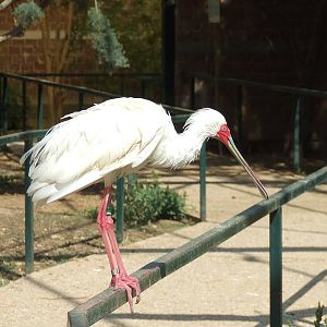 African spoonbill