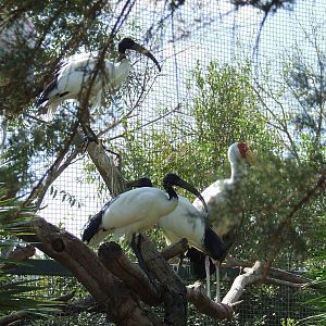 Sacred ibis
