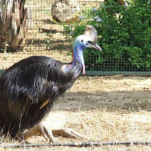 Southern cassowary