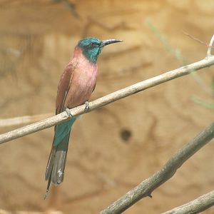 Blue throated bee-eater