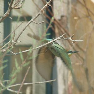 European bee-eater
