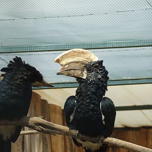 Silvery cheeked hornbill