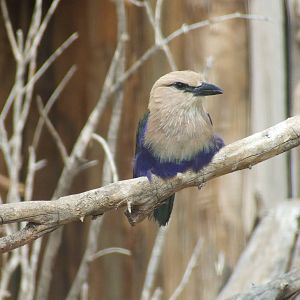 Blue bellied roller