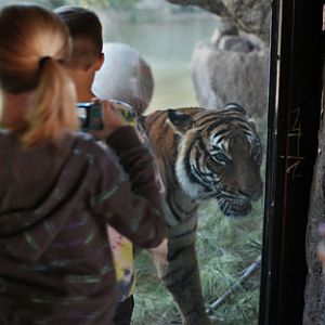 children watching tigress