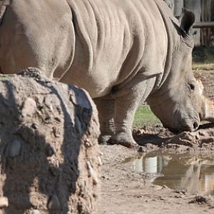 rhino with reflection