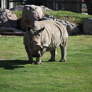 rhino in grass (in winter)