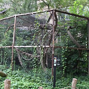 ZOO Antwerpen - Tamarin/marmoset exhibit