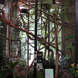 ZOO Antwerpen - Winter Garden (Tamarin/marmoset)