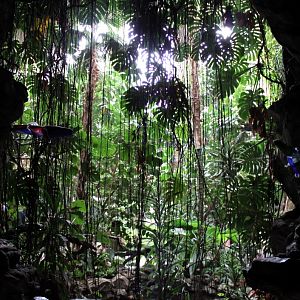 ZOO Antwerpen - Winter Garden