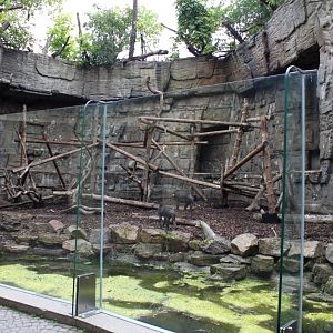 ZOO Antwerpen - Mandrill exhibit