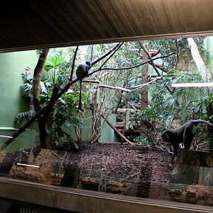 ZOO Antwerpen - Monkey House (Owl-faced monkey)