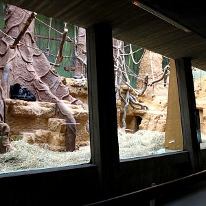 ZOO Antwerpen - Monkey House (Spider monkey)