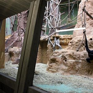ZOO Antwerpen - Monkey House (Spider monkey)