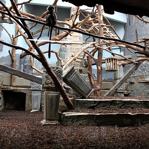 ZOO Antwerpen - Monkey House (Javan langur)