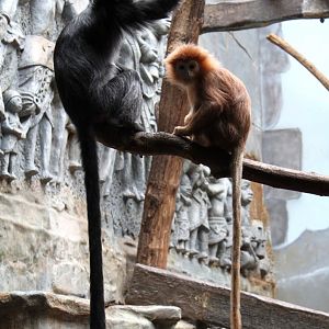 ZOO Antwerpen - Monkey House (Javan langurs)