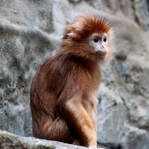 ZOO Antwerpen - Monkey House (Javan langur)
