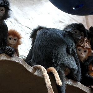 ZOO Antwerpen - Monkey House (Javan langurs)