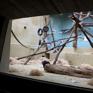 ZOO Antwerpen - Monkey House (Crested macaque)