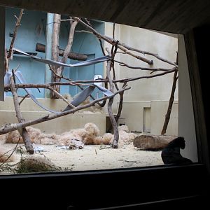 ZOO Antwerpen - Monkey House (Crested macaque)