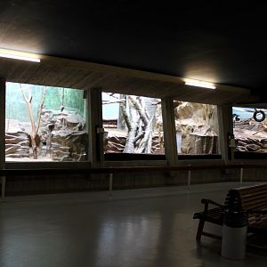 ZOO Antwerpen - Monkey House (Mantled colobus)