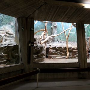 ZOO Antwerpen - Monkey House (Mantled colobus)