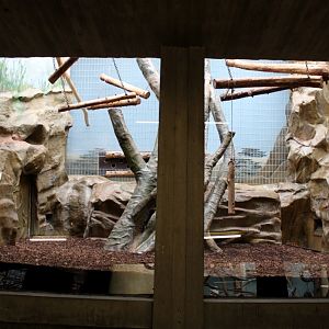 ZOO Antwerpen - Monkey House (Mantled colobus)