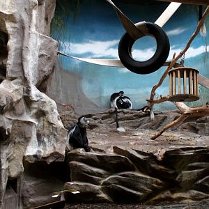 ZOO Antwerpen - Monkey House (Mantled colobus)