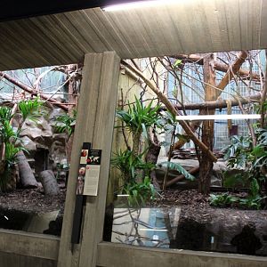 ZOO Antwerpen - Monkey House (Tamarin)