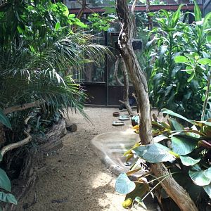 ZOO Antwerpen - Congo Peafowl Breeding Centre