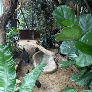 ZOO Antwerpen - Congo Peafowl Breeding Centre