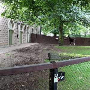 ZOO Antwerpen - Okapi Breeding Centre