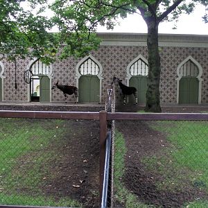 ZOO Antwerpen - Okapi Breeding Centre