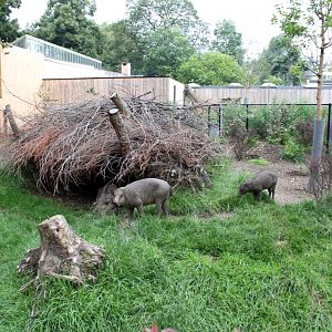 ZOO Antwerpen - Extention Area (Babirusa)