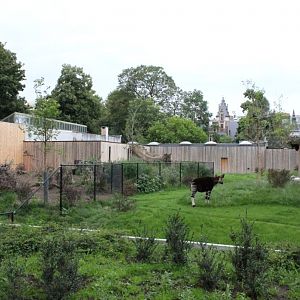 ZOO Antwerpen - Extention Area (Babirusa/okapi)