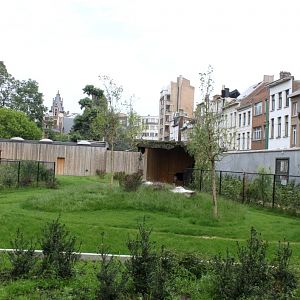 ZOO Antwerpen - Okapi Breeding Centre