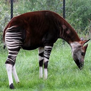 ZOO Antwerpen - Okapi