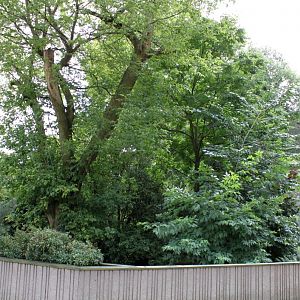 ZOO Antwerpen - Red panda