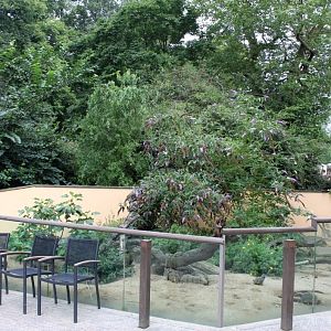 ZOO Antwerpen - Meerkat