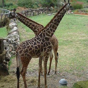 Giraffes from the Viewing Deck