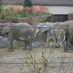 The African Herd in the Savannah Range