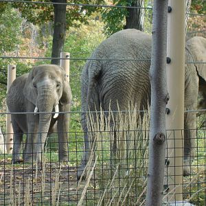 Moshi and Martika in the Mopani Range